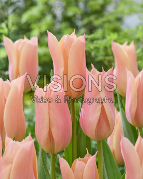 Tulipa Sanne Tulipa Sanne