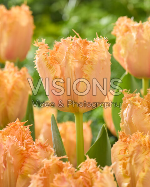 Tulipa Jill Biden Tulipa Jill Biden
