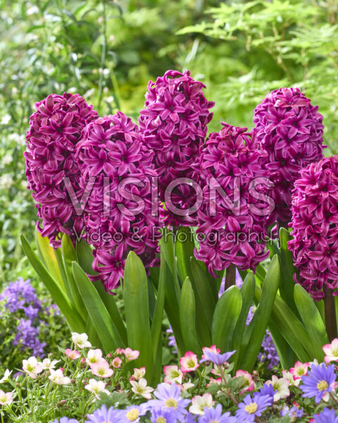 Hyacinthus Fleurise Hyacinthus Fleurise