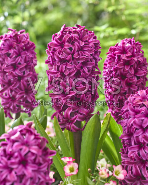 Hyacinthus Fleurise Hyacinthus Fleurise