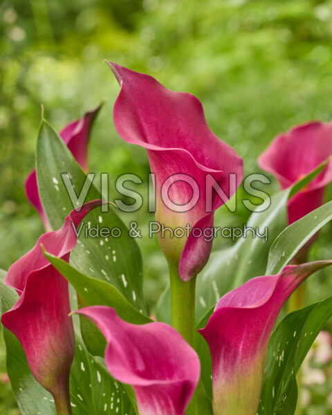 Zantedeschia Dutch Pink Zantedeschia Dutch Pink