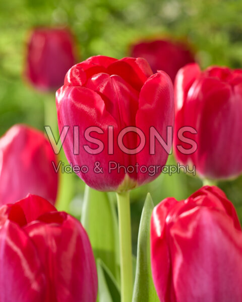 Tulipa Panna Tulipa Panna