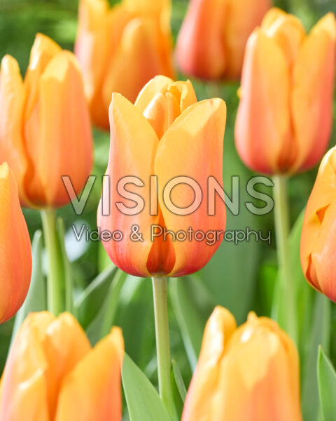Tulipa Salmon Lalibela Tulipa Salmon Lalibela