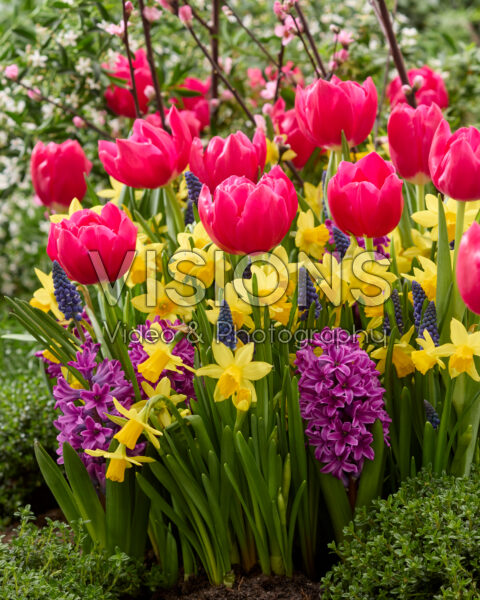 Spring flowers mixed Spring flowers mixed