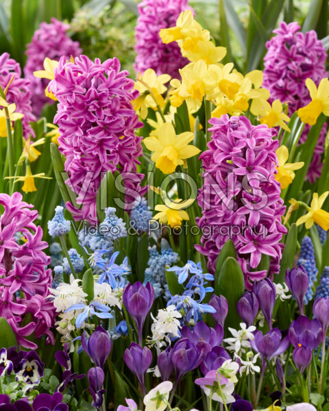 Spring flowers mixed Spring flowers mixed