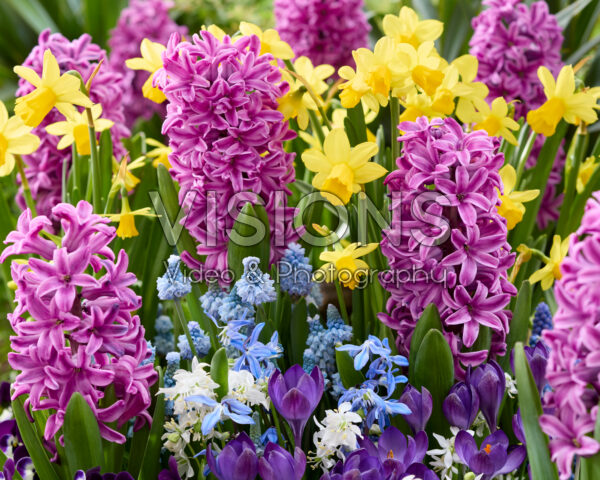 Spring flowers mixed Spring flowers mixed