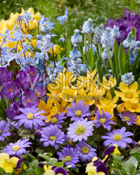 Spring flower combination Spring flower combination
