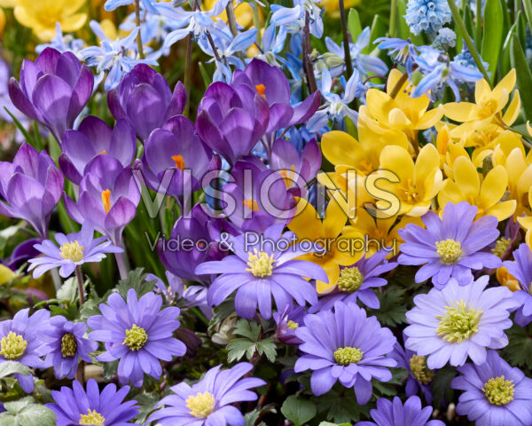 Spring flower combination Spring flower combination