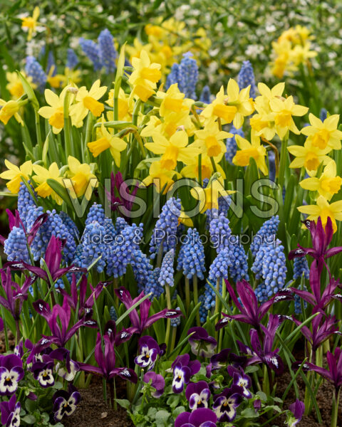 Spring flower combination Spring flower combination