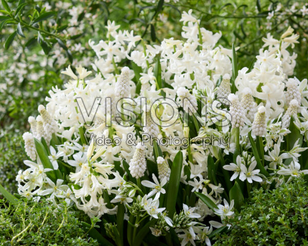 Spring flower mix white Spring flower mix white