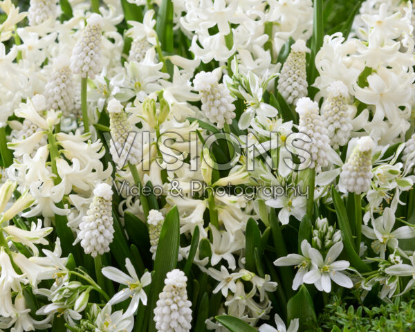 Spring flower mix white Spring flower mix white