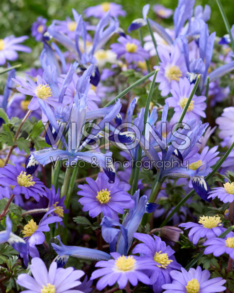 Anemone blanda Blue Shades, Iris reticulata Spring Time Anemone blanda Blue Shades, Iris reticulata Spring Time
