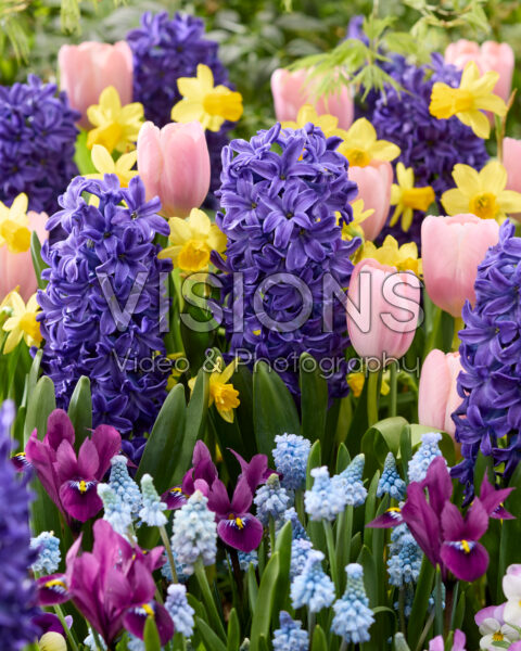 Spring flowers mixed Spring flowers mixed