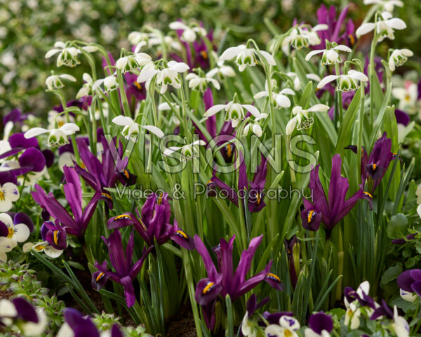 Galanthus hippolyta, Iris reticulata J.S. Dijt Galanthus hippolyta, Iris reticulata J.S. Dijt