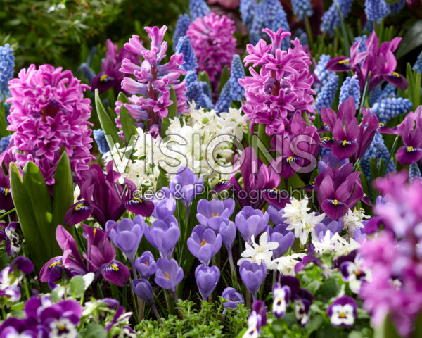 Spring flowers mixed Spring flowers mixed