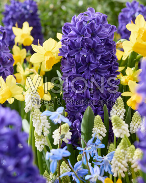 Spring flowers mixed Spring flowers mixed