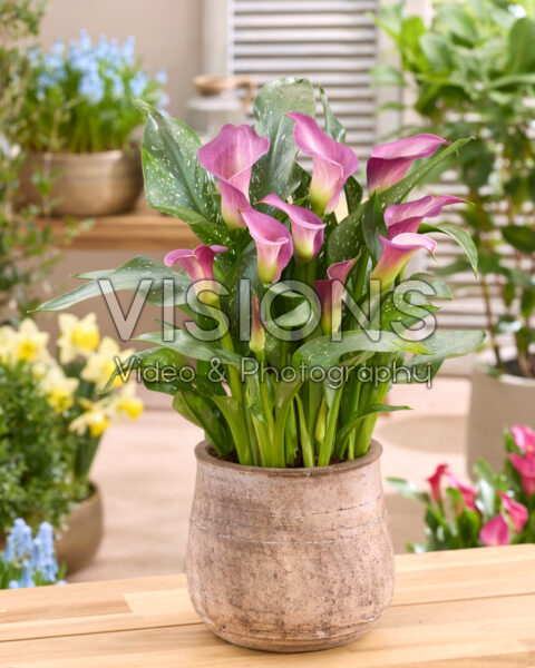 Zantedeschia Toronto® Zantedeschia Toronto®