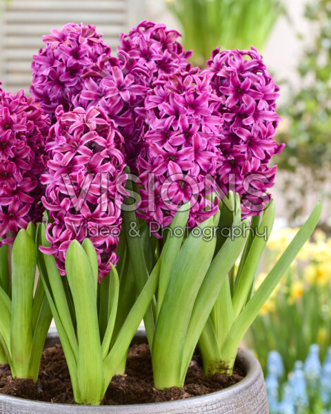 Hyacinthus Fleurise Hyacinthus Fleurise