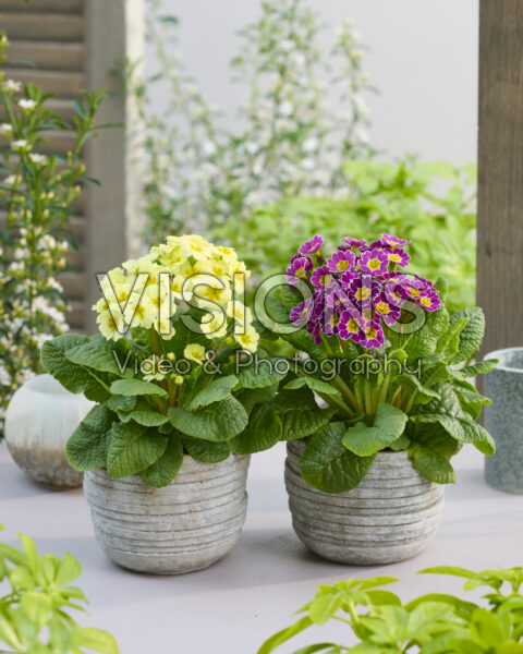 Primula elatior Primula elatior