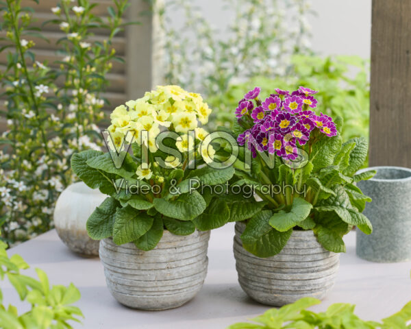 Primula elatior Primula elatior