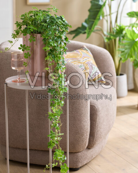 Parthenocissus striata Parthenocissus striata