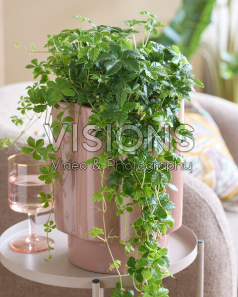 Parthenocissus striata Parthenocissus striata