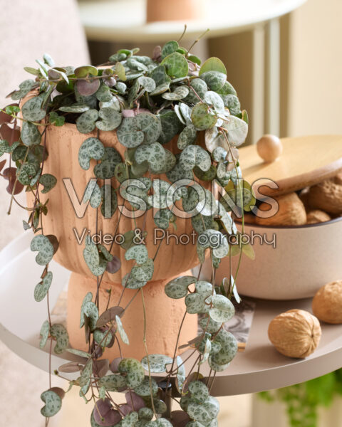 Ceropegia woodii Ceropegia woodii