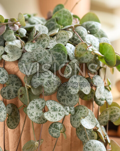 Ceropegia woodii Ceropegia woodii