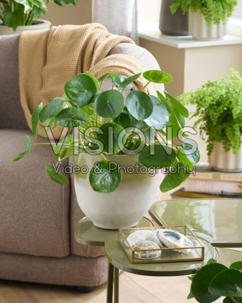 Pilea peperomioides Pilea peperomioides