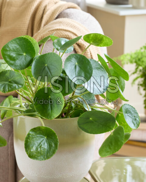 Pilea peperomioides Pilea peperomioides