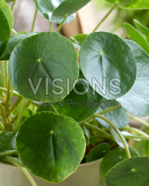 Pilea peperomioides Pilea peperomioides