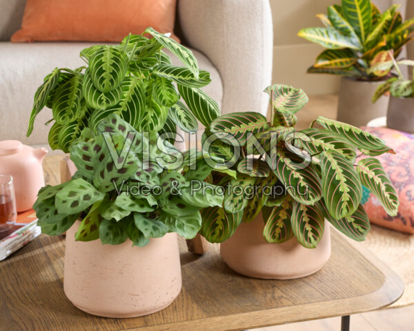 Maranta leuconeura combinatie Maranta leuconeura combinatie