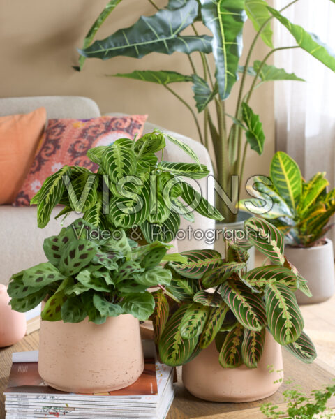 Maranta leuconeura combinatie Maranta leuconeura combinatie