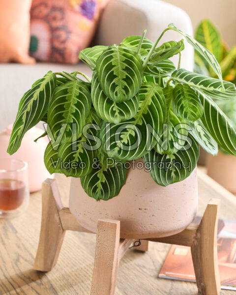 Maranta leuconeura Lemon Maranta leuconeura Lemon