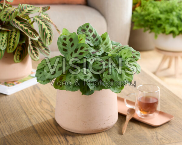 Maranta leuconeura Kerchoveana Maranta leuconeura Kerchoveana