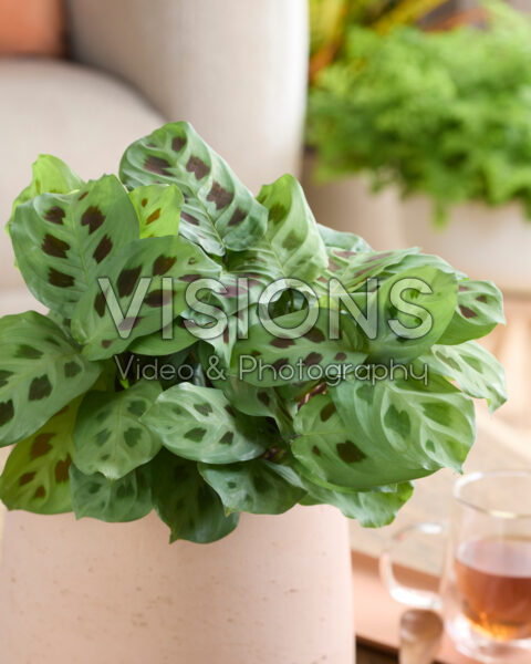 Maranta leuconeura Kerchoveana Maranta leuconeura Kerchoveana