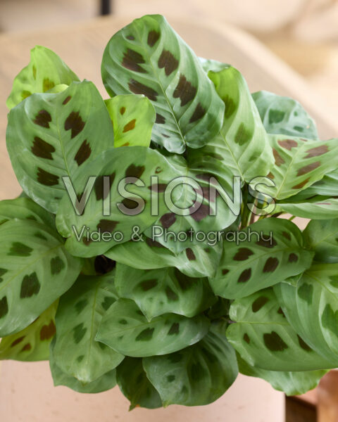 Maranta leuconeura Kerchoveana Maranta leuconeura Kerchoveana