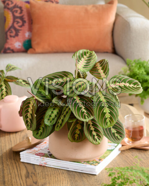 Maranta leuconeura Fascinator Maranta leuconeura Fascinator