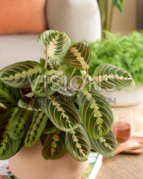 Maranta leuconeura Fascinator Maranta leuconeura Fascinator