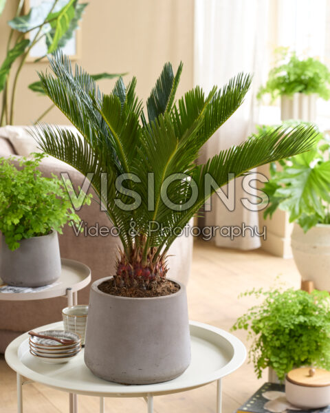 Cycas revoluta Cycas revoluta