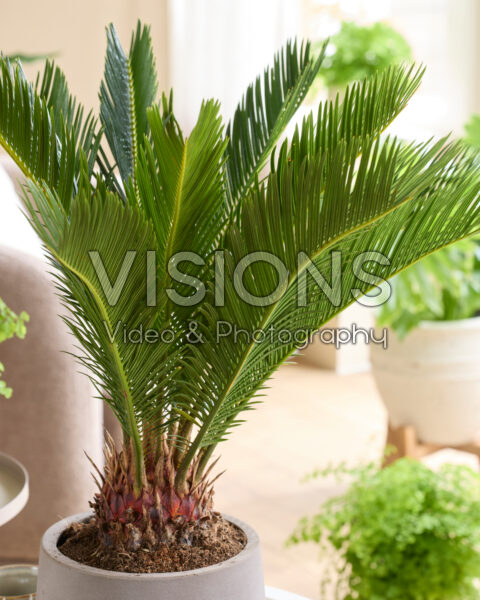 Cycas revoluta Cycas revoluta