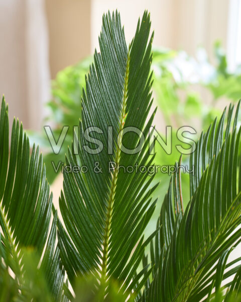 Cycas revoluta Cycas revoluta