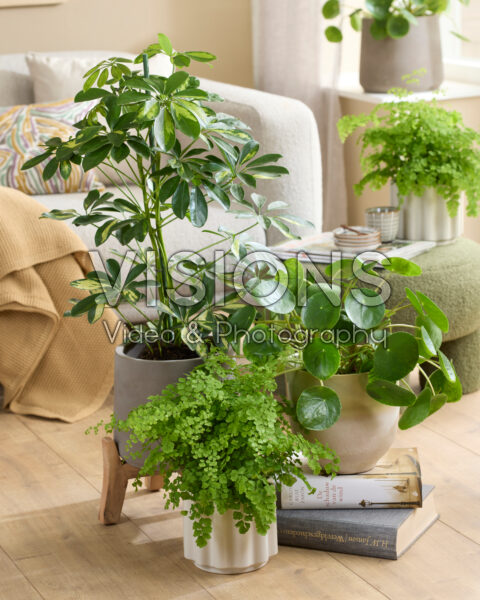Kamerplanten combinatie Kamerplanten combinatie