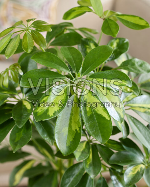 Schefflera arboricola Gold Capella Schefflera arboricola Gold Capella