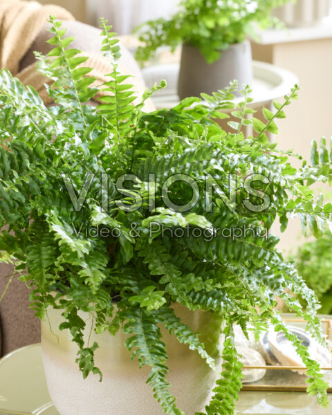 Nephrolepis exaltata Bostoniensis Nephrolepis exaltata Bostoniensis