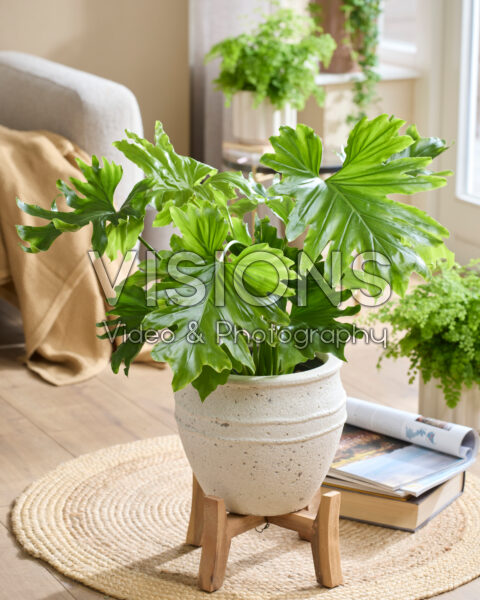 Philodendron bipinnatifidum Philodendron bipinnatifidum