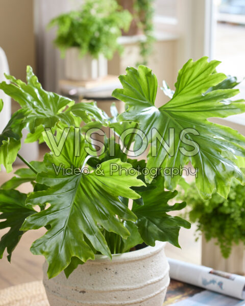 Philodendron bipinnatifidum Philodendron bipinnatifidum