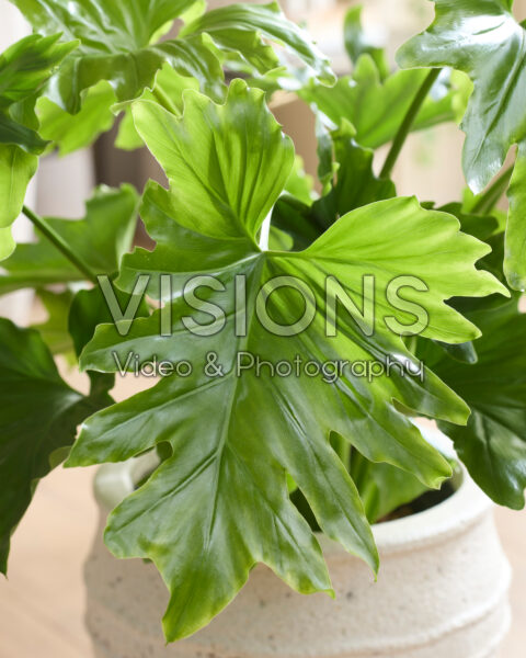 Philodendron bipinnatifidum Philodendron bipinnatifidum