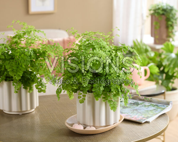 Adiantum raddianum Fragrans Adiantum raddianum Fragrans