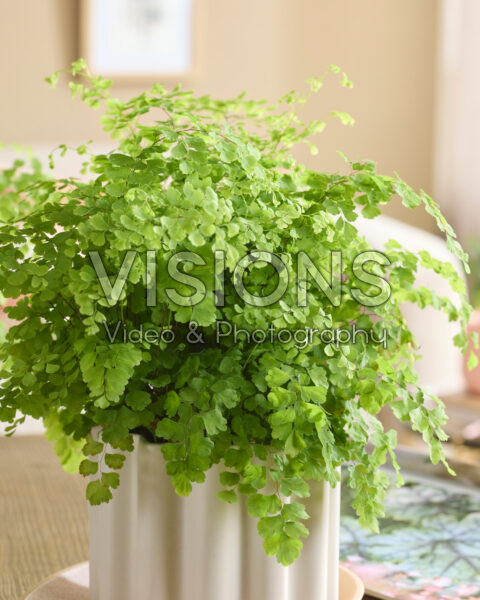 Adiantum raddianum Fragrans Adiantum raddianum Fragrans